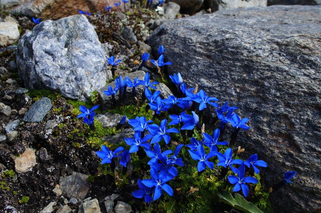 Apart Arve Sankt Leonhard im Pitztal Dış mekan fotoğraf